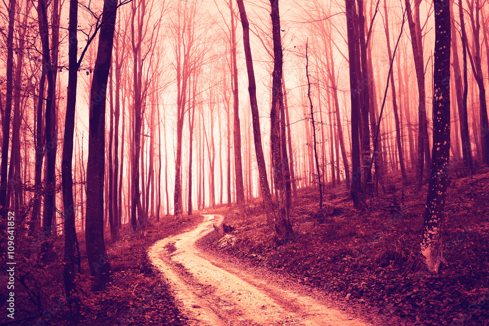 Creepy violet red saturated forest with road. Color filter and vintage filter effect used.
