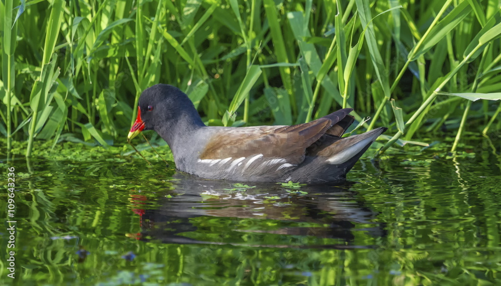 Common moorhen or swamp chicken, gallinula chloropus Common moorhen or swamp chicken, gallinula chloropus