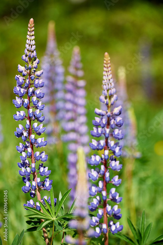Colorful blue Lupin