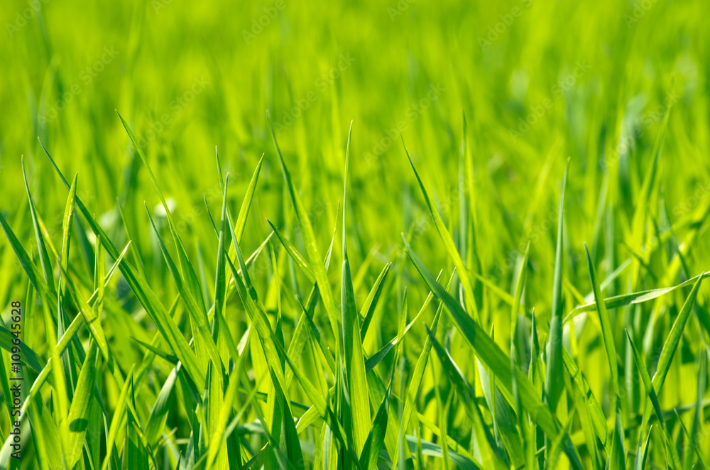 Green grass texture from a field Green grass texture from a field