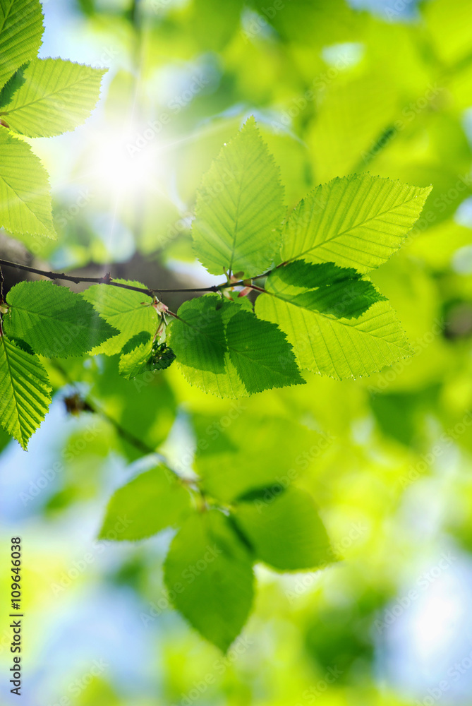 green leaves green leaves