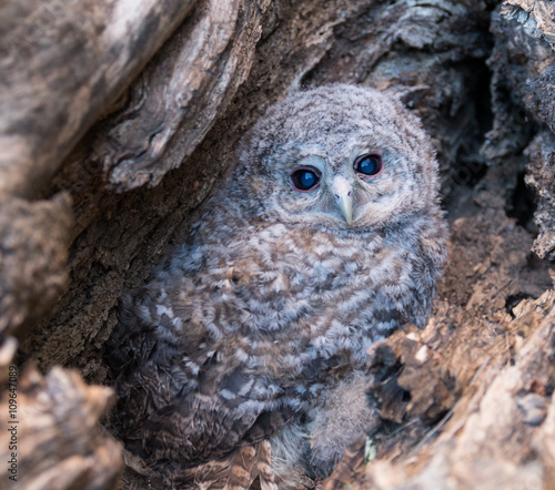 Bébé chouette hulotte