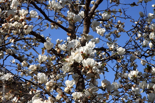 Magnolienblüte photo