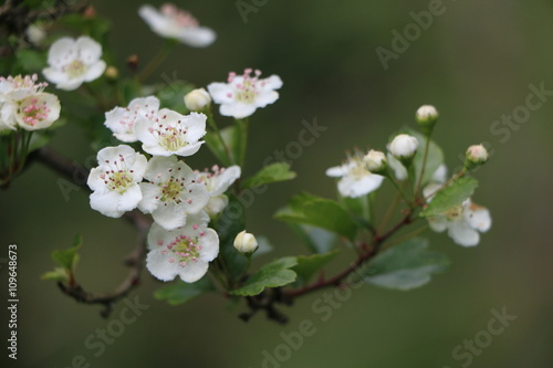 Zweig eines Weißdorn-Busches mit Weißdornblüten, Heilpflanze, alternative Medizin, herzstärkend, Crataegus