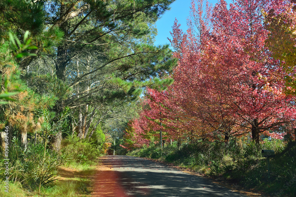 Obraz premium Autumn in Mt.Wilson NSW, Australia