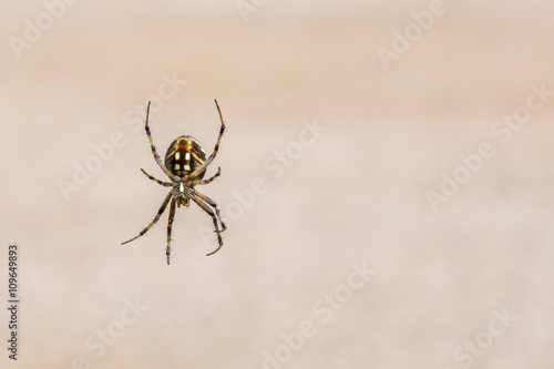Right third orb weaver spider