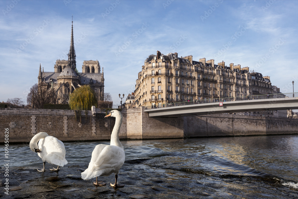 Cygnes blanc sur les bords de Seine Paris