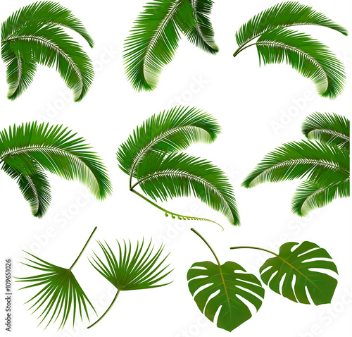 Set of palm leaves isolated on white background. Vector illustra © ecco