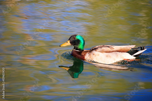 Mallard duck in pond