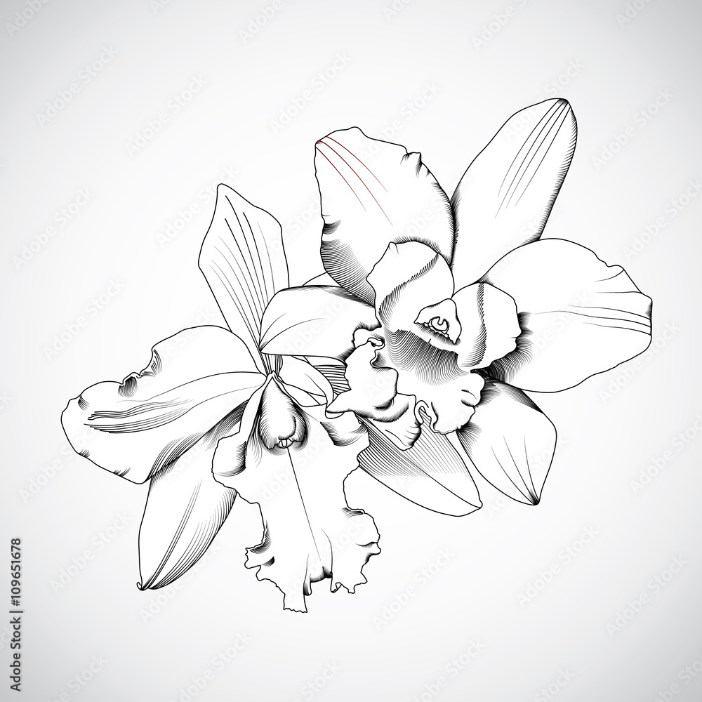 hand-drawn orchids flowers. Vector illustration hand-drawn orchids flowers. Vector illustration