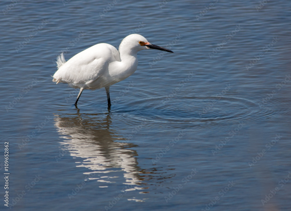 Snowy egret (Egretta Thula) in springtime fishing in shallow water at Edwin B. Forsythe National Wildlife Refuge in New Jersey 