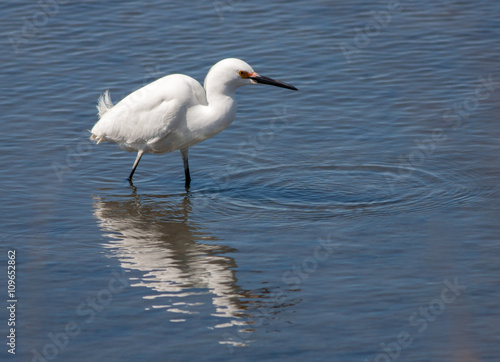 Snowy egret  Egretta Thula  in springtime fishing in shallow water at Edwin B. Forsythe National Wildlife Refuge in New Jersey 