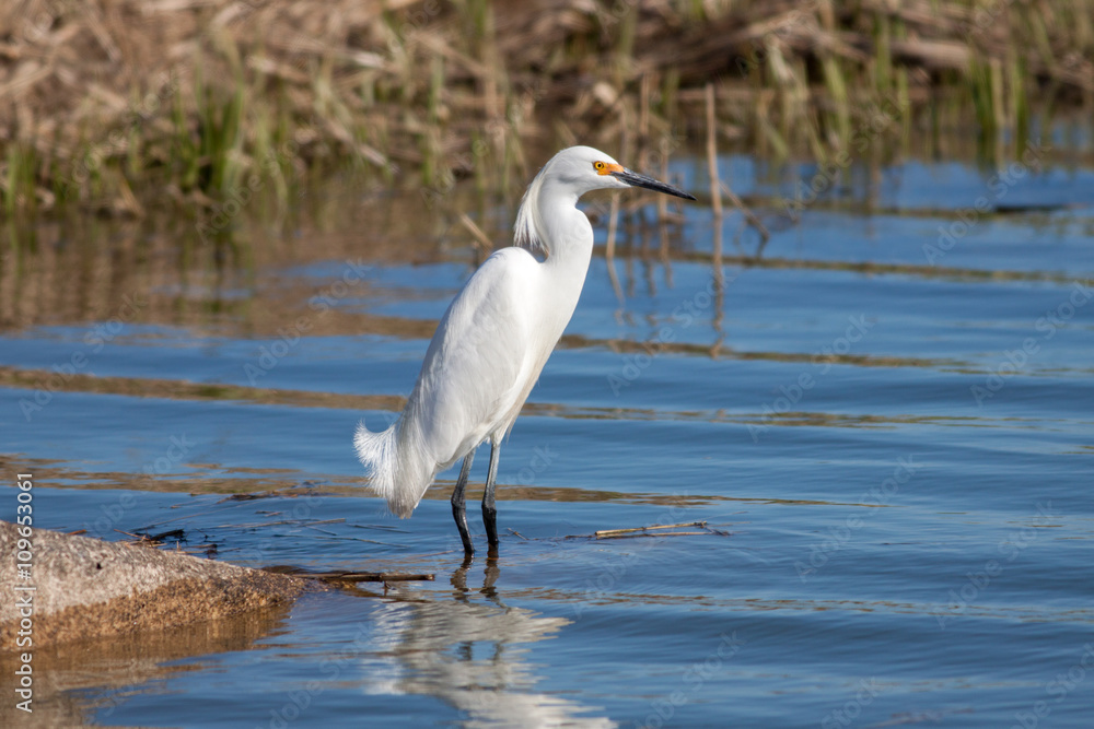 Snowy egret (Egretta Thula) in springtime fishing in shallow marsh water at Edwin B. Forsythe National Wildlife Refuge in New Jersey Snowy egret (Egretta Thula) in springtime fishing in shallow marsh water at Edwin B. Forsythe National Wildlife Refuge in New Jersey