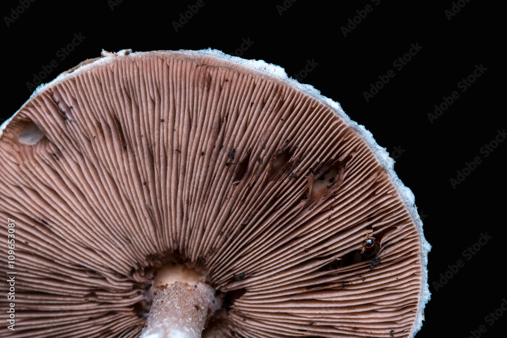 Close-Up of mushroom / mushrooms isolated on white background / mushrooms isolated on black background / fungi / Single Fungi Close-Up of mushroom / mushrooms isolated on white background / mushrooms isolated on black background / fungi / Single Fungi