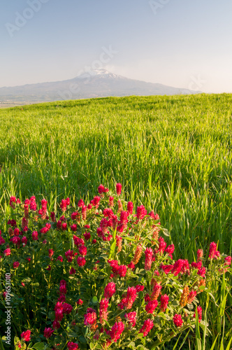 Landscapes of Sicily: sulla plant in the fields of Catania plain and Mount Etna in the background