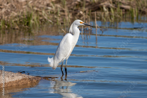 Snowy egret (Egretta Thula) in springtime fishing in shallow marsh water at Edwin B. Forsythe National Wildlife Refuge in New Jersey 