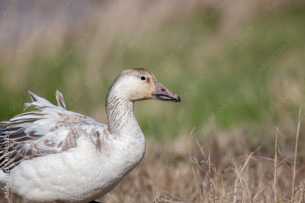 Snow Goose with wing feathers blowing in breeze and walking along marsh in Edwin B. Forsythe National Wildlife refuge in New Jersey Snow Goose with wing feathers blowing in breeze and walking along marsh in Edwin B. Forsythe National Wildlife refuge in New Jersey
