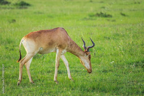 Hartebeest  antelope  grazing in the Maasai Mara national park  Kenya 