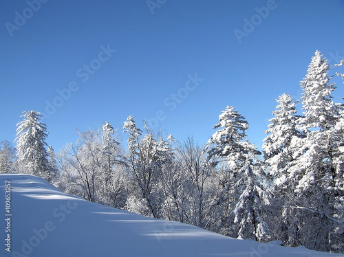 Snow-covered trees