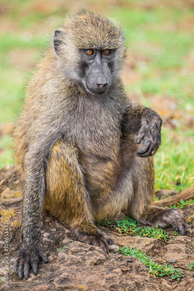 Young baboon resting in the Nakuru national park (Kenya) Young baboon resting in the Nakuru national park (Kenya)