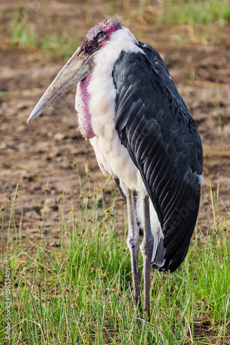 Marabou stork (considered to be the ugliest bird in the world) in the Nakuru national park (Kenya)