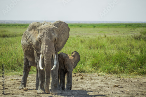 African female elephant and a baby elephant found in the Amboseli national park  Kenya 