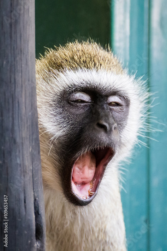 Vervet monkey yawning in the Amboseli national park (Kenya)