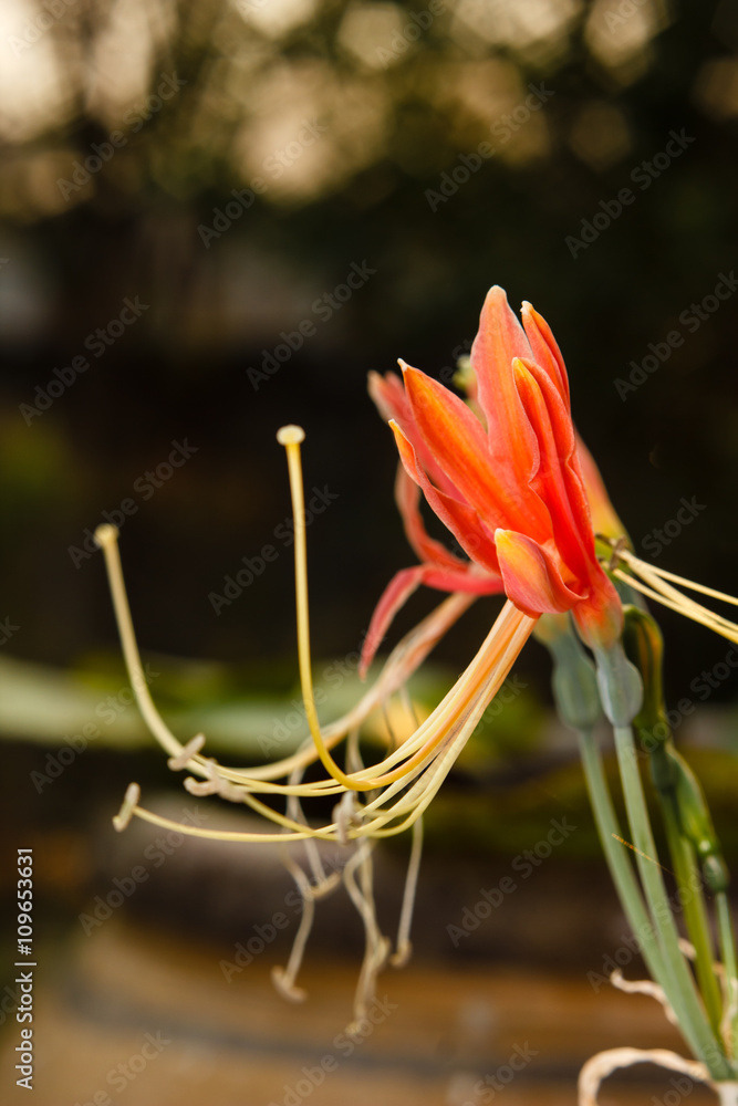 Obraz premium Closeup red eucrosia bicolor flower