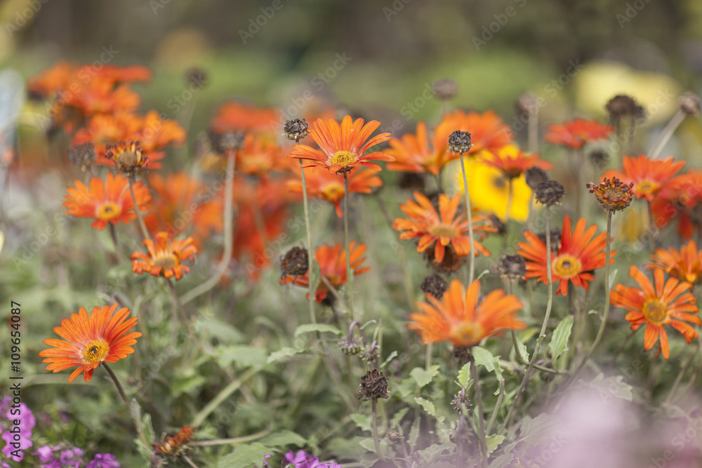 flower flower