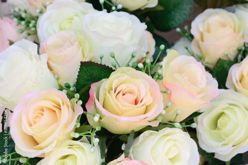 white rose closeup