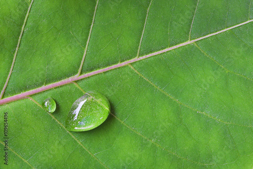 drop water on green leaf