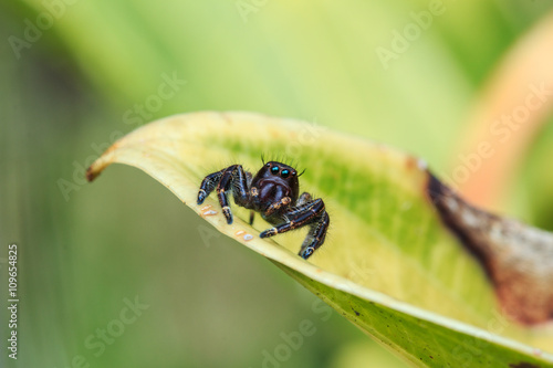 Jumping Spider / Jumping Spider with prey