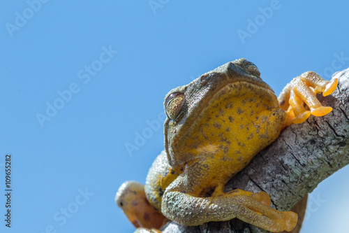 Tree Frog, Tree frog of Borneo, Tree frog on leaf
