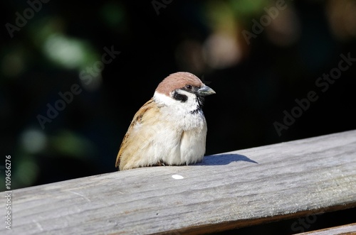 Sparrow photo