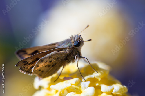 Fiery Skipper - Hylephila phyleus, Adult Male on Cotton Lavender photo