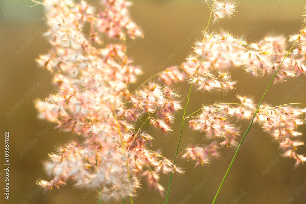 grass flower in sunlight selective focus with shallow depth of f grass flower in sunlight selective focus with shallow depth of f