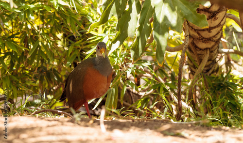 Grey necked wood rail bird Aramides cajanea hides in the brush. It has a yellow beak and a rust colored chest with a grey neck and back. photo