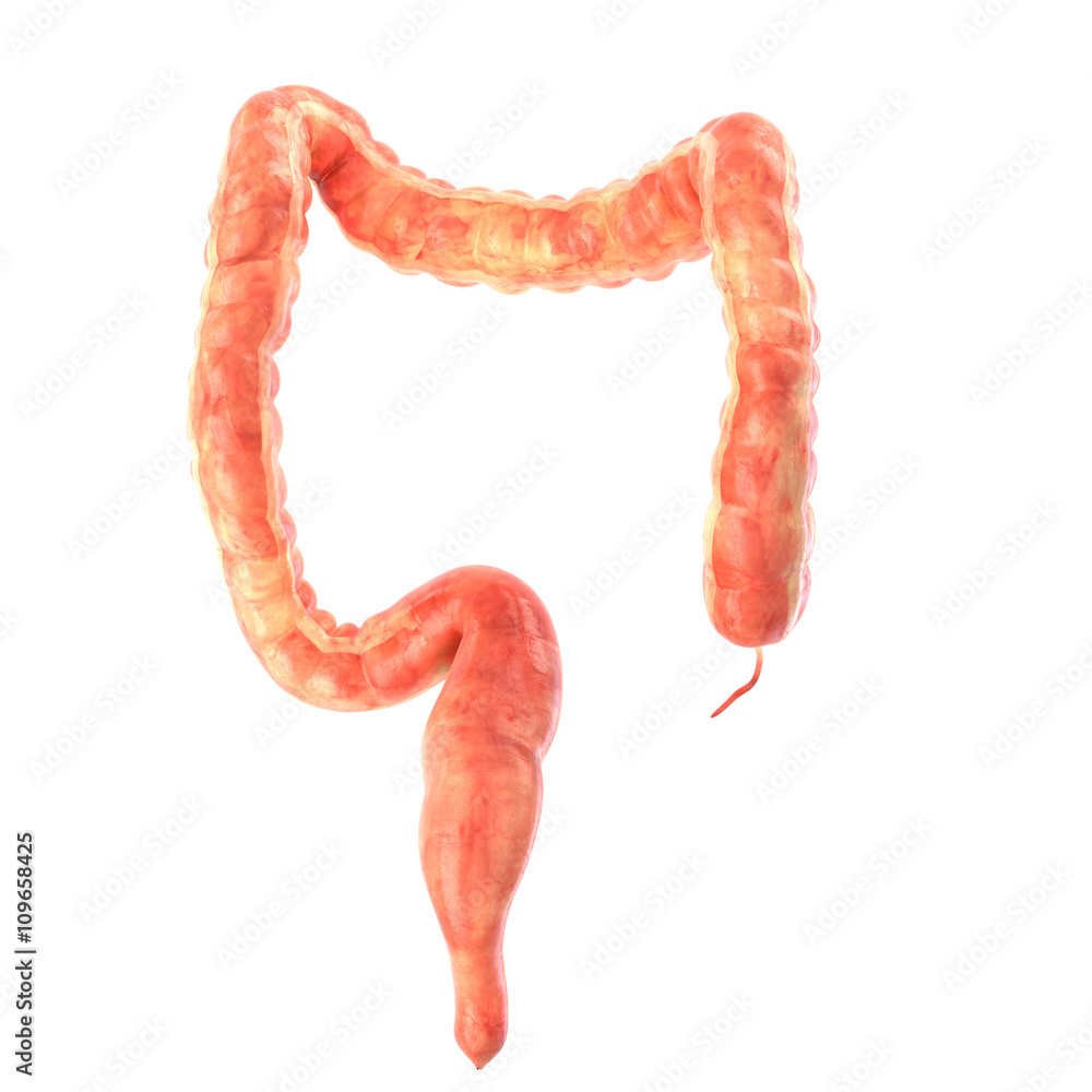 Human intestine on white background