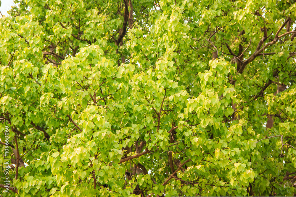 Fototapeta premium Bodhi or pho leaves and tree