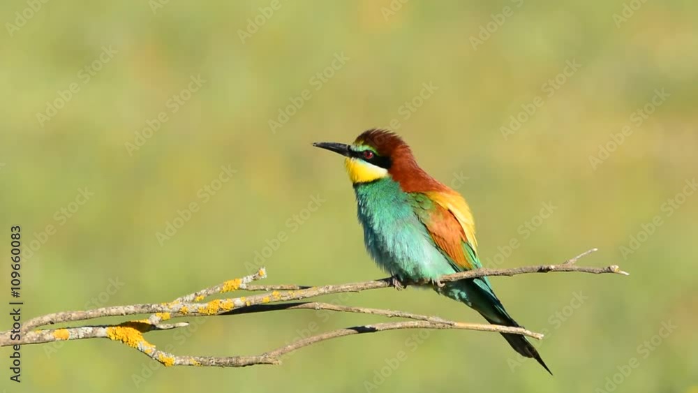 Colorful bright bee-eater on tree branch Colorful bright bee-eater on tree branch