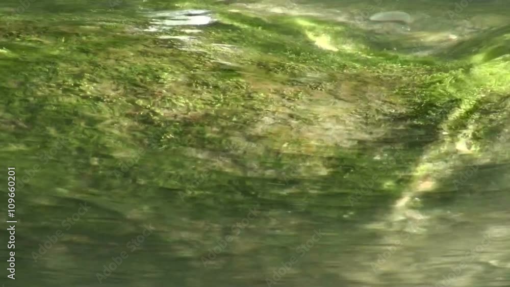 river,japan,green,leaf,orioles,奥入瀬清流,川,新緑 river,japan,green,leaf,orioles,奥入瀬清流,川,新緑