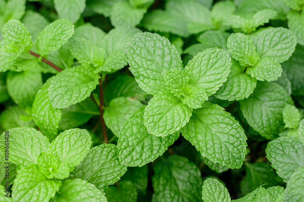 Kitchen Mint Kitchen Mint