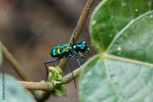 Tiger Beetle, Close-up on Tiger beetle , Tiger beetle hanging on branches / Tiger beetle on leaf