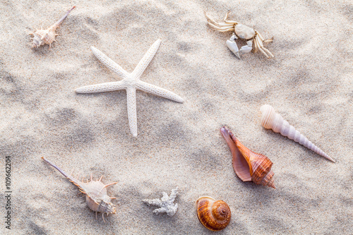 Sea shells starfish and crab on beach sand for summer and beach