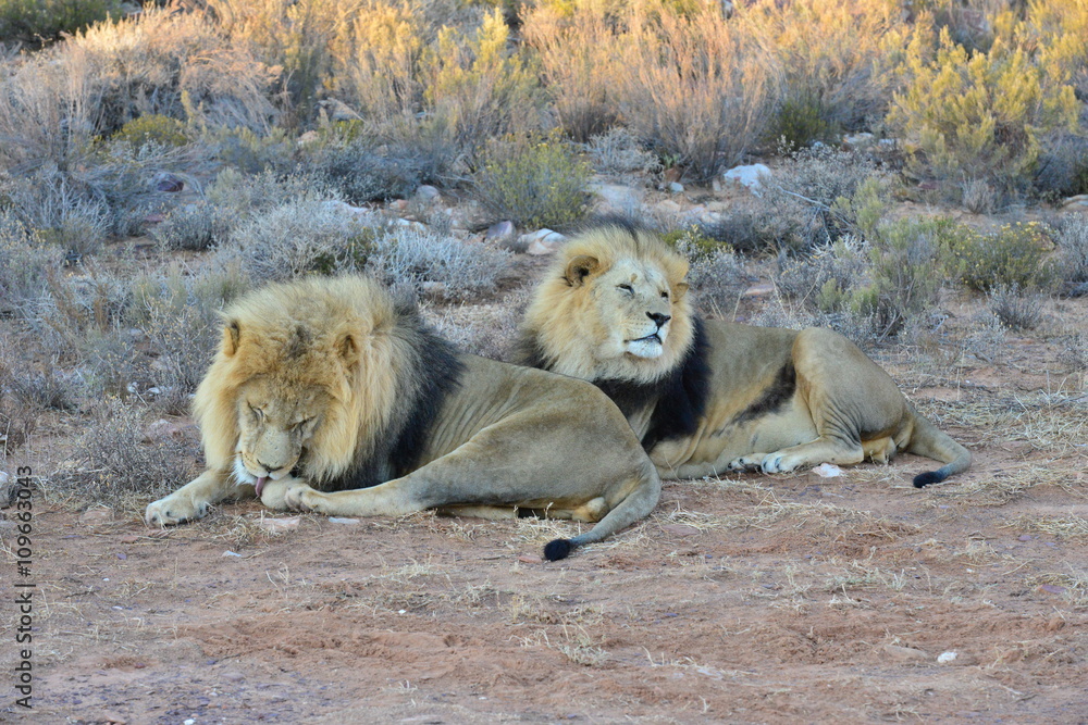 A pair of black maned lions at sunset in South Africa A pair of black maned lions at sunset in South Africa