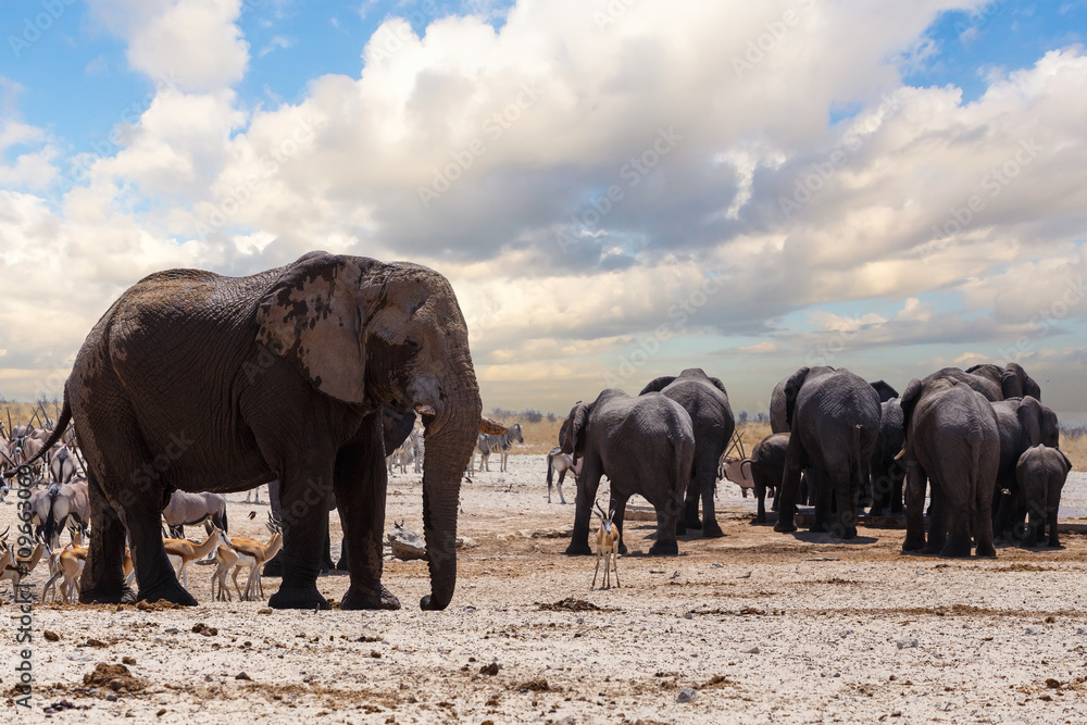 Fototapeta premium full waterhole with Elephants
