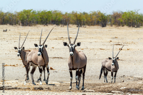 Gemsbok, Oryx gazella in savanna