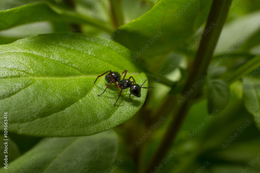 black ant black ant
