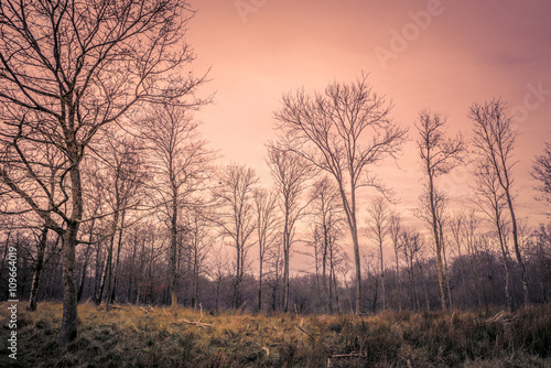 Forest at dawn in the autumn