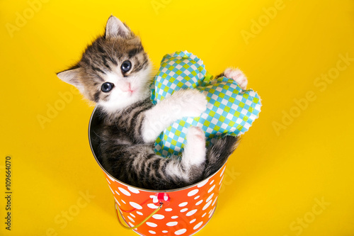 Kleines Kätzchen liegt in einem Eimer und kuschelt mit einem Stoffherz © grafikplusfoto